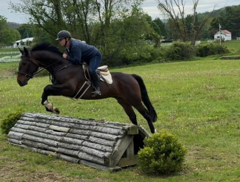 HorseID: 2297293 Raphael - PhotoID: 1092020