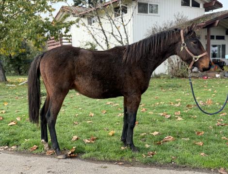 HorseID: 2297528 Get Rhythm - PhotoID: 1078083