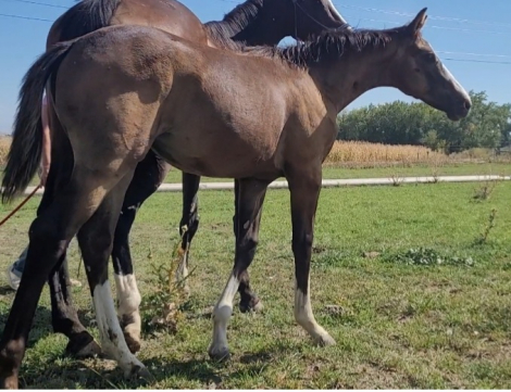 HorseID: 2297697 Timeless Classic - PhotoID: 1092190