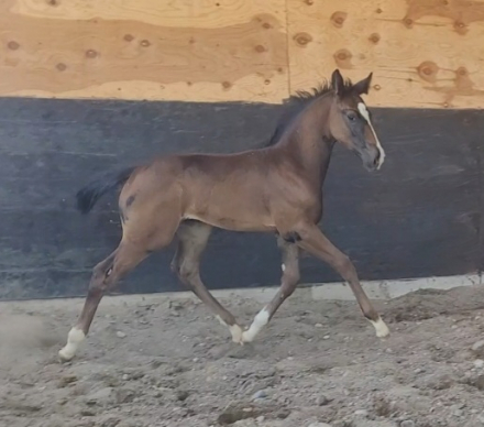 HorseID: 2297722 Wrinkle in Time - PhotoID: 1092193