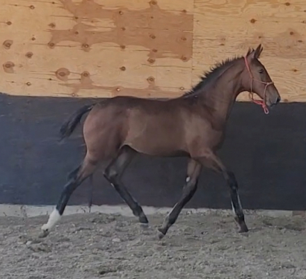 HorseID: 2297726 Playtime - PhotoID: 1092189