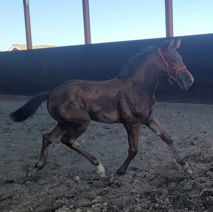 HorseID: 2297728 Winning time - PhotoID: 1092192