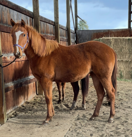 HorseID: 2297924 WTC First Down Ruby - PhotoID: 1092104