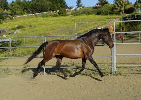 HorseID: 2297952 Polly Pocket - PhotoID: 1091477