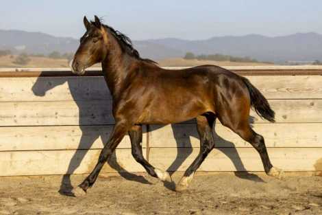 HorseID: 2297983 Arcturus - Bay Colt Warmblood Cross - PhotoID: 1088244