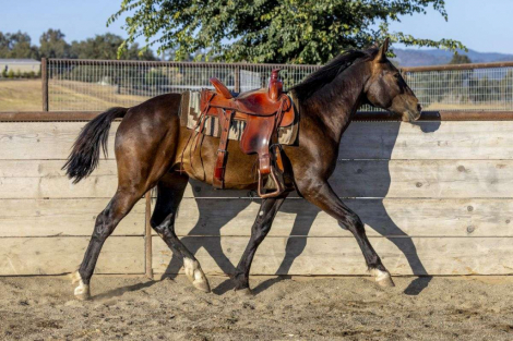 HorseID: 2297983 Arcturus - Bay Colt Warmblood Cross - PhotoID: 1092272