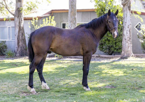 HorseID: 2297983 Arcturus - Bay Colt Warmblood Cross - PhotoID: 1092273