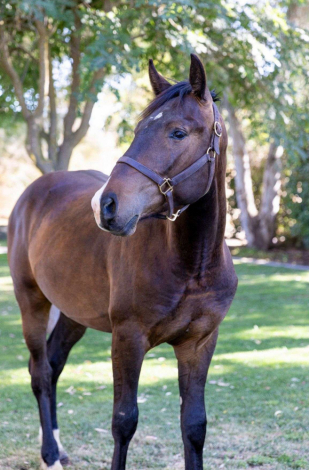 HorseID: 2297983 Arcturus - Bay Colt Warmblood Cross - PhotoID: 1092274