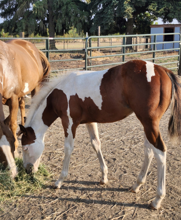 HorseID: 2298089 Jacks Tru Shining - PhotoID: 1078747