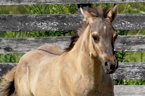 HorseID: 2298097 Ojos Brillantes CFK - PhotoID: 1078777