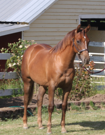 HorseID: 2298315 Ms Godiva Lena - PhotoID: 1092252