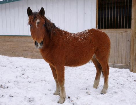 HorseID: 2298332 WRP Bay Berry Dreams - PhotoID: 1079075