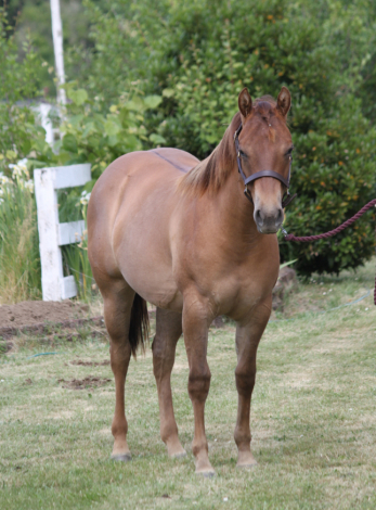 HorseID: 2298335 Perfect Texas Belle - PhotoID: 1092253