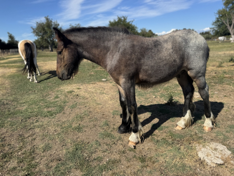 HorseID: 2298411 Finn - PhotoID: 1082459