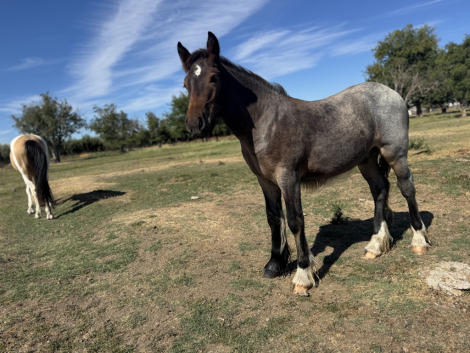 HorseID: 2298411 Finn - PhotoID: 1082460