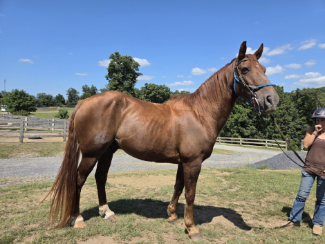 HorseID: 2298582 Bullets Big Johnny - PhotoID: 1086625