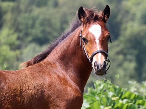 HorseID: 2298685 OYY Chocolate Master - PhotoID: 1092003