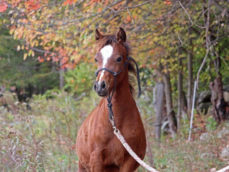 HorseID: 2298685 OYY Chocolate Master - PhotoID: 1092006