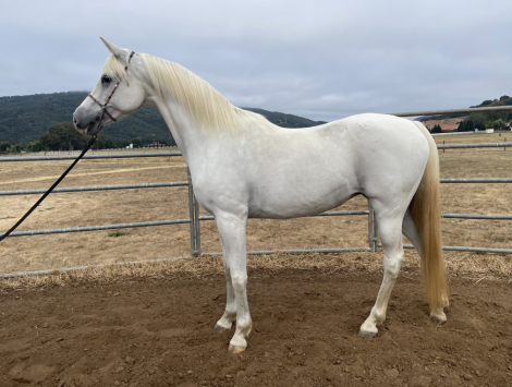 HorseID: 2298723 Maybelline DDA - PhotoID: 1079585