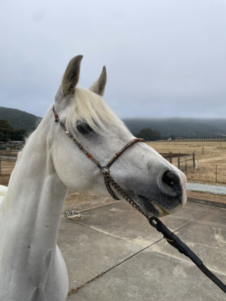 HorseID: 2298723 Maybelline DDA - PhotoID: 1079587