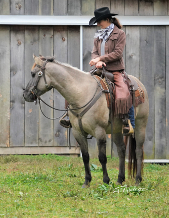 HorseID: 2298792 Jaz SD Charra - PhotoID: 1079671