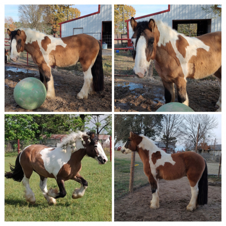 HorseID: 2298803 Clarion Call Where Cowboys are King - PhotoID: 1079683