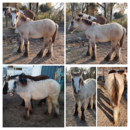 HorseID: 2298804 BrightHaven Where The Wild Things Are - PhotoID: 1079684