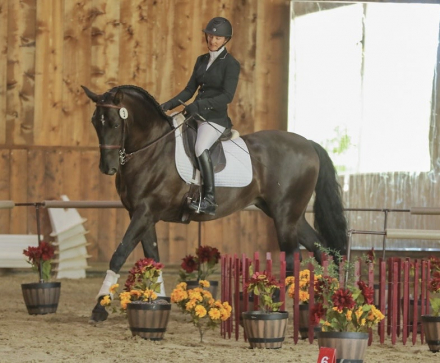 HorseID: 2299012 Totilas - PhotoID: 1092113