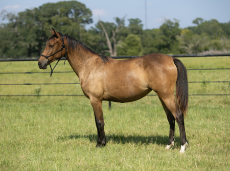 HorseID: 2299161 Poptart - PhotoID: 1092154