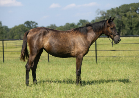 HorseID: 2299162 Tifi - PhotoID: 1092153