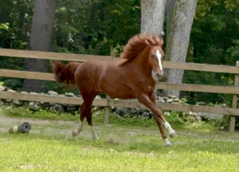 HorseID: 2299234 Apache Chief - PhotoID: 1091874