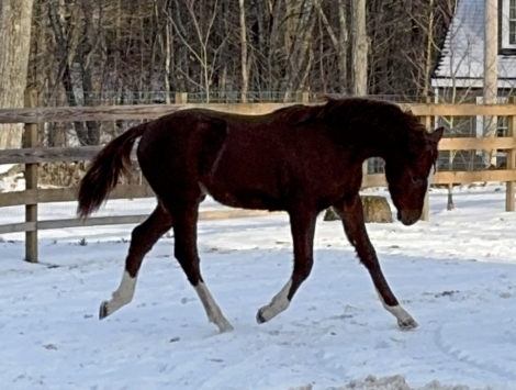HorseID: 2299234 Apache Chief - PhotoID: 1091875