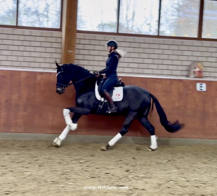 HorseID: 2299276 EscaHit HW at www.HWfarm.com - PhotoID: 1080408