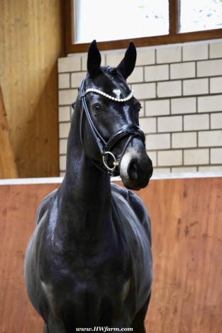 HorseID: 2299276 EscaHit HW at www.HWfarm.com - PhotoID: 1080409