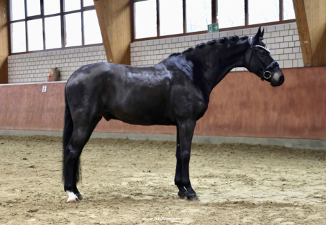 HorseID: 2299276 EscaHit HW at www.HWfarm.com - PhotoID: 1080410