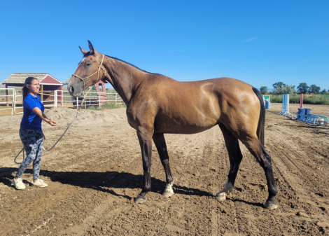 HorseID: 2299676 Amazing grace - PhotoID: 1092195