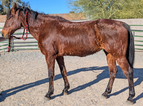 HorseID: 2300003 Jasmine - PhotoID: 1081366