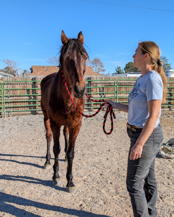 HorseID: 2300003 Jasmine - PhotoID: 1092373