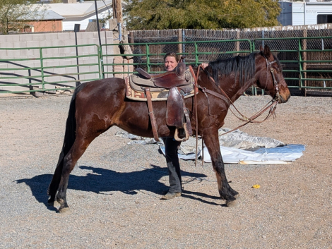 HorseID: 2300003 Jasmine - PhotoID: 1092374