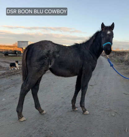 HorseID: 2300060 DSR BOONS BLU COWBOY - PhotoID: 1081477