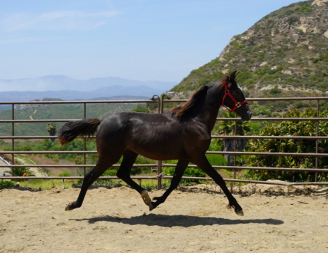 HorseID: 2300515 Magica EDI - PhotoID: 1082025