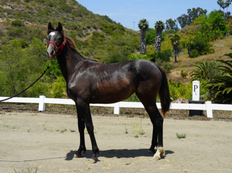 HorseID: 2300515 Magica EDI - PhotoID: 1082026