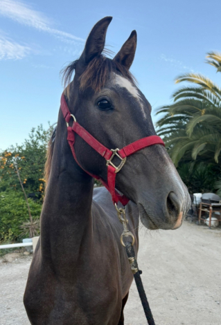 HorseID: 2300515 Magica EDI - PhotoID: 1082027