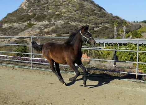 HorseID: 2300515 Magica EDI - PhotoID: 1082028