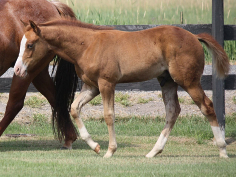 HorseID: 2300586 GUNNA SHINE CHEX - PhotoID: 1092617