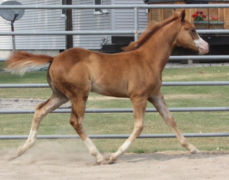 HorseID: 2300586 GUNNA SHINE CHEX - PhotoID: 1092618