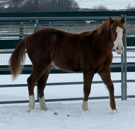 HorseID: 2300586 GUNNA SHINE CHEX - PhotoID: 1092620