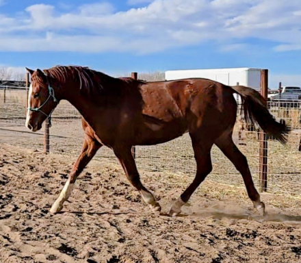 HorseID: 2300600 Accolade PPF - PhotoID: 1091840