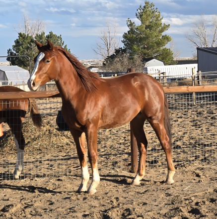 HorseID: 2300600 Accolade PPF - PhotoID: 1091842