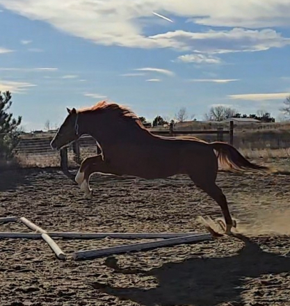 HorseID: 2300600 Accolade PPF - PhotoID: 1091843